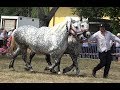 Concurs cu cai de frumusete Baile Felix, Bihor 17 August 2019 Nou!!!