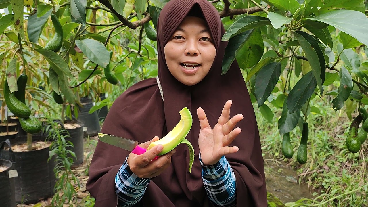 review alpukat superavocado mdpl 240 blitar