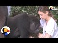 Gorillas Reunite with Girl, Dad Reunite Who Raised Them | The Dodo