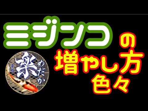 増やし ミジンコ 方 の