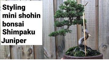 Style and refine Shimpaku juniper bonsai shohin literati