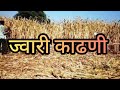 ज्वारी काढणी sorghum harvesting #शेतकरी #royalशेतकरी #vlog