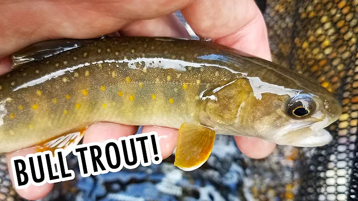 Catching BULL TROUT in Idaho (Tenkara Fly Fishing)