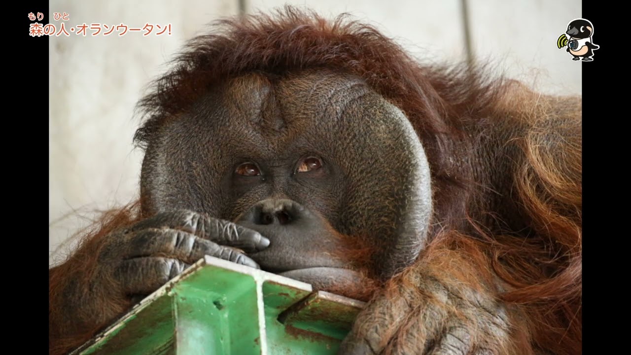 ライブズーがとらえたゆる〜い瞬間 森の人・オランウータン(DZ 74