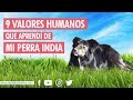 Los 9 Valores Humanos Que Aprendí De Mi Perra India | Daniel Colombo