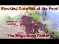 Stocking bass pond with 1000 CRAWFISH | Mega Bass Factory | B Fishing |