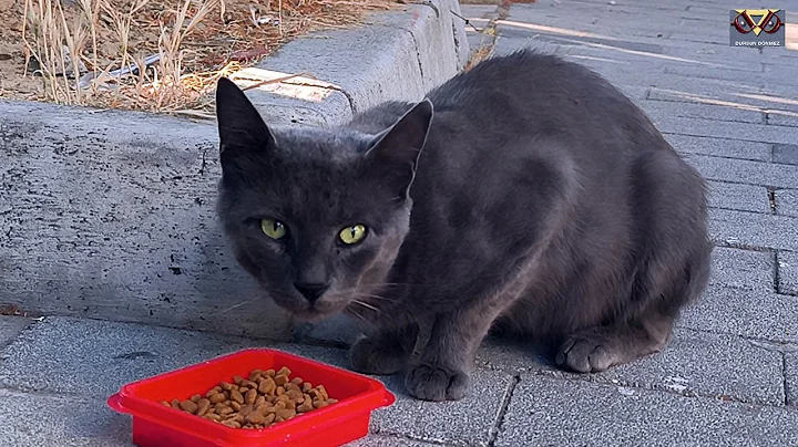 Watch the video about A very hungry cute stray cat was very happy after eating food . #catmeow , #catfood , #cat, #cat
