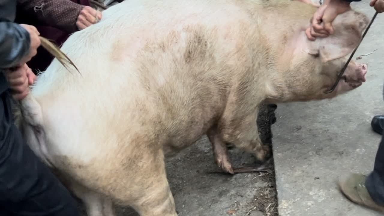 农村这样的杀猪场面越来越少了网友都说想来按猪脚拍给大家看下#杀年猪