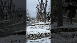 【東京雪】選挙投開票日　東京都練馬区の積雪情報　2026年2月8日6時30分現在