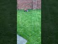 my rechargeable grass cutter robot
