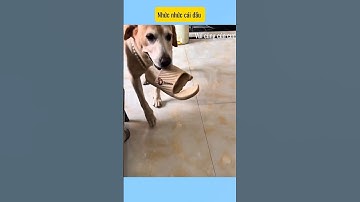 nhức nhức cái đầu # vui cùng cún cưng