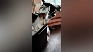 видео: Ситуация у меня СОС!ДОЛГИ перевалили уже за 100.000рублей🙏🏼Помогите домашнему приюту выжить! картинка: Ситуация у меня СОС!ДОЛГИ перевалили уже за 100.000рублей🙏🏼Помогите домашнему приюту выжить!
