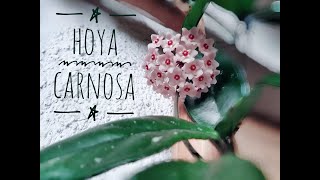 Hoya Carnosa Flower