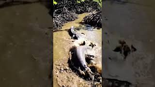 Crocodile vs Shark – Clash of the Apex Predators