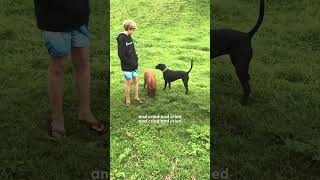 Pig Raised By A Labrador Thinks Shes A Dog Too The Dodo