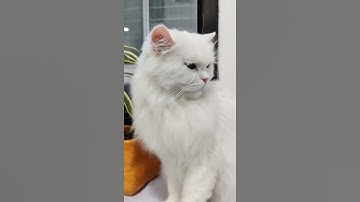 Thumbnail of Dance Monkey Instrumental Ft. Snowie | Carry My Pet