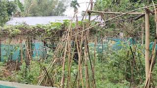 Assam Natural Life Nature Sound Asmr India