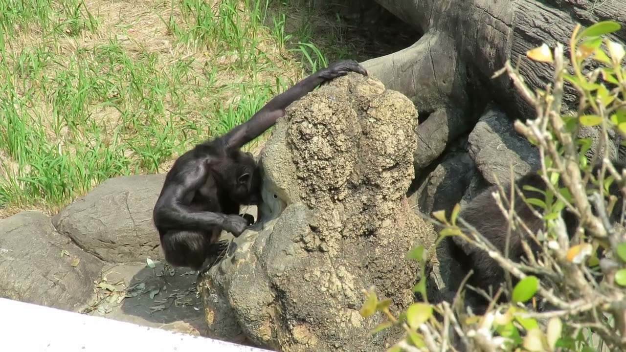 6年ぶりの蟻塚 地方独立行政法人 天王寺動物園