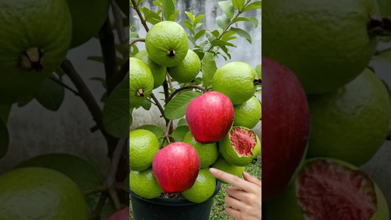 Как привить гуаву к яблоне, чтобы они плодоносили одновременно на одном дереве.#Яблоко #гуава