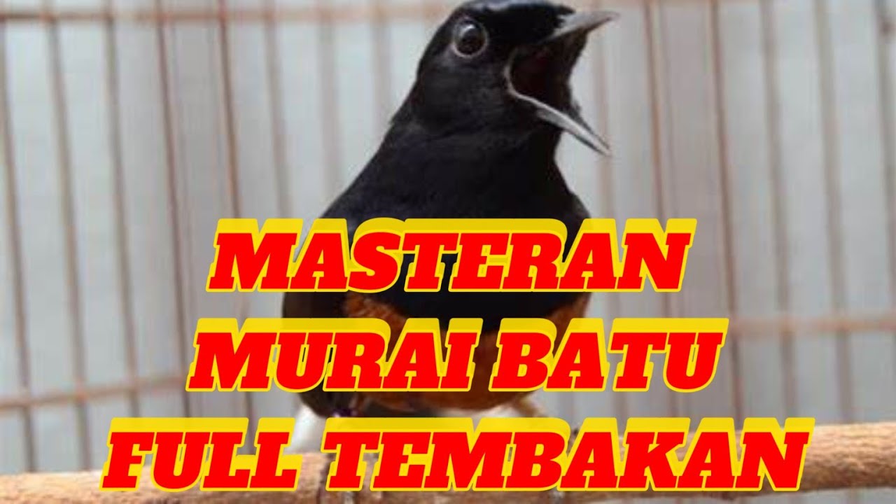 MASTERAN 2024 UNTUK BURUNG LOMBA FULL MATERI IDAMAN JURI