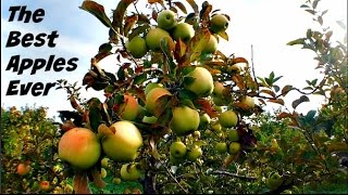 Apple Picking at the University of Michigan