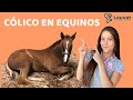 CÓLICO EN CABALLOS - Lauvet