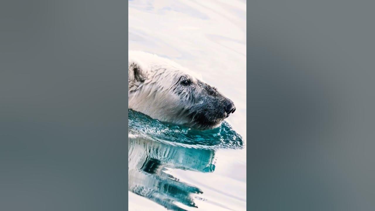 A Ursa Polar': Confira 5 curiosidades sobre os ursos polares antes