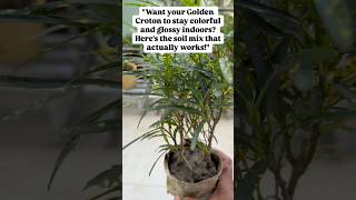 Repotting day for my Golden Croton! #soilmix #croton #plantcaretips #plants #supersoil #soilhealth