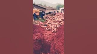 Pemusnahan Babi-babi secara masal