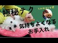 【グルーミング】愛犬がうっとりリラックスする魔法のお手入れ