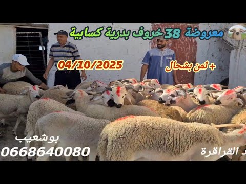 اليوم من ضيعة الاخ بوشعيب اولاد سي بنداود 38 خروف بدرية مع دكر الثمن بتار يخ 04 10 25