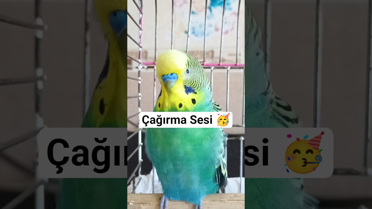 Muhabbet kuşu Mutluluk Ve Çağırma sesi #birds #muhabbetkuşu #talkingparot #parrot #blackfacebudgie