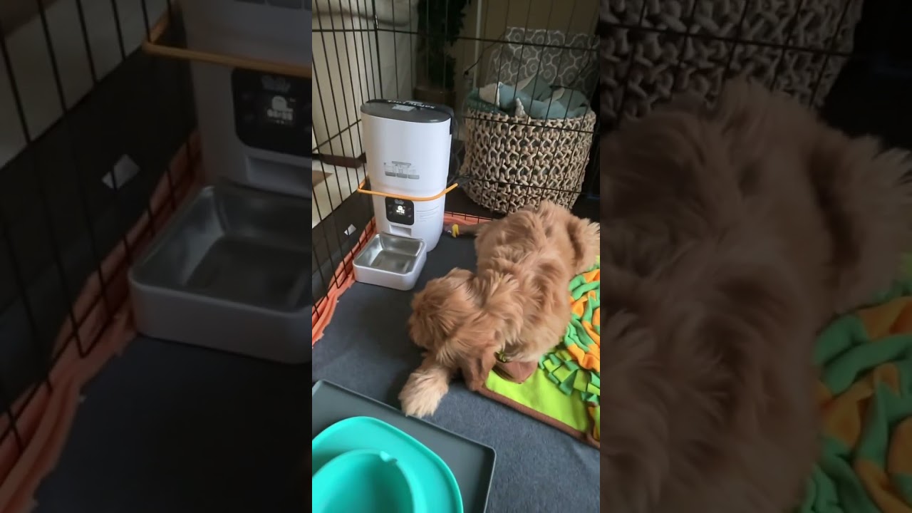 Puppy waiting patiently for the food dispenser to release food