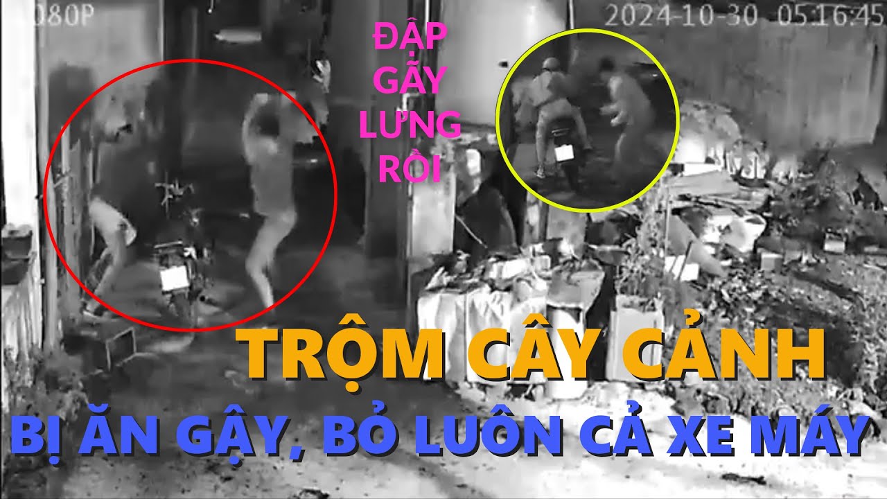 Đi Tr.ộ.m Cây Cảnh Và Bị phát hiện Chủ nhà Cho Ăn Vài G.ậy và Cái Kết, Chạy Bỏ Cả Xe luôn