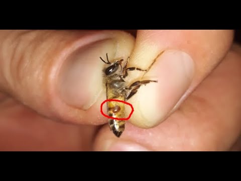 Vídeo: Os ácaros varroa voam?