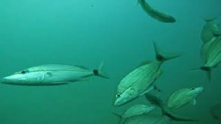 (Underwater GoPro) 100' Down on a Sunken Shipwreck #lifeisbutadream #fish #underwater