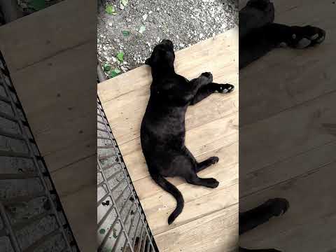 Черный ягуар - вид сверху 😄 #ягуар #jaguar #забавныеживотные #wildanimals #funnyanimals #животные