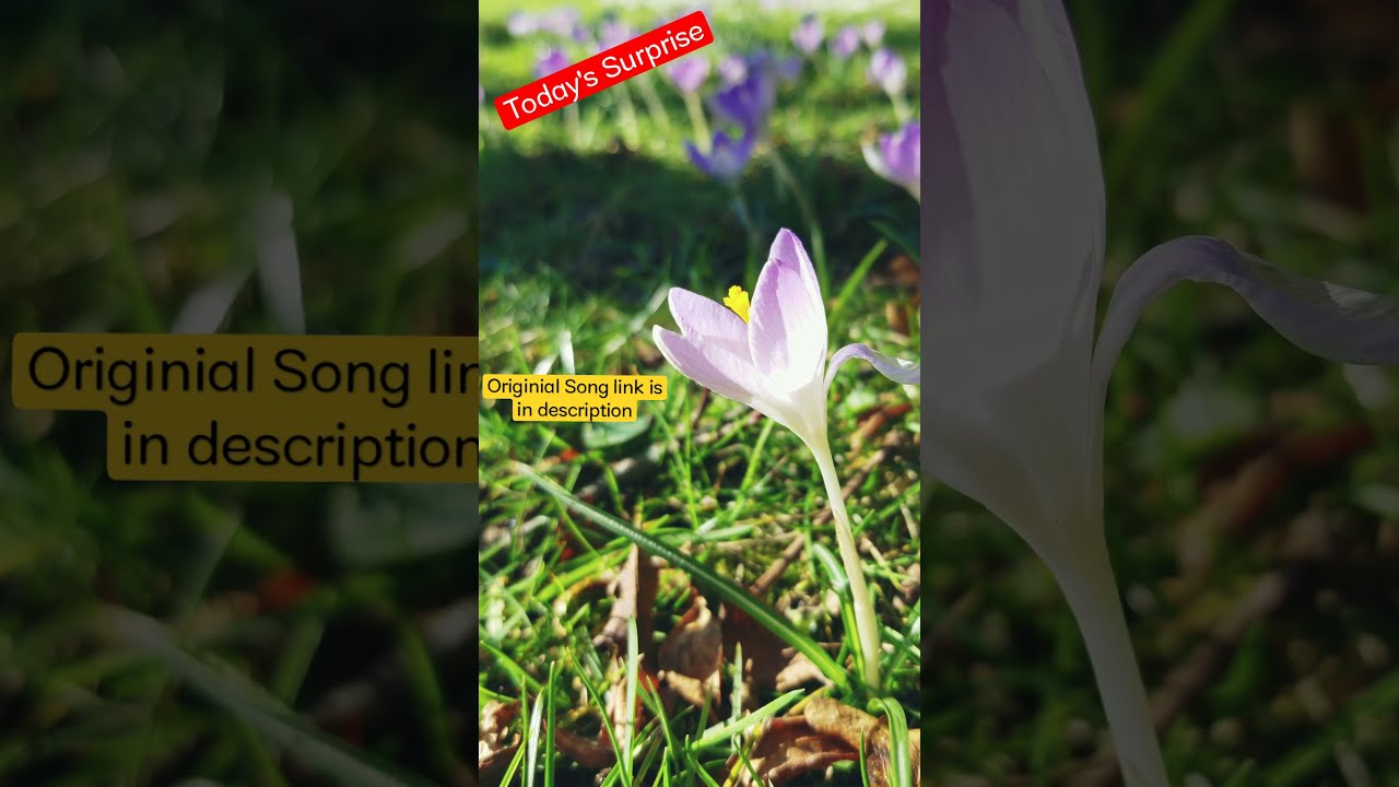 DailySurprise Enjoy Dubstep with Nature ft Flowers | #DailySurprise | #DailyDubstep #MotivationMusic adlı videoyu YouTube'da izle DailySurprise Enjoy Dubstep with Nature ft Flowers | #DailySurprise | #DailyDubstep #MotivationMusic adlı videoyu YouTube'da izle