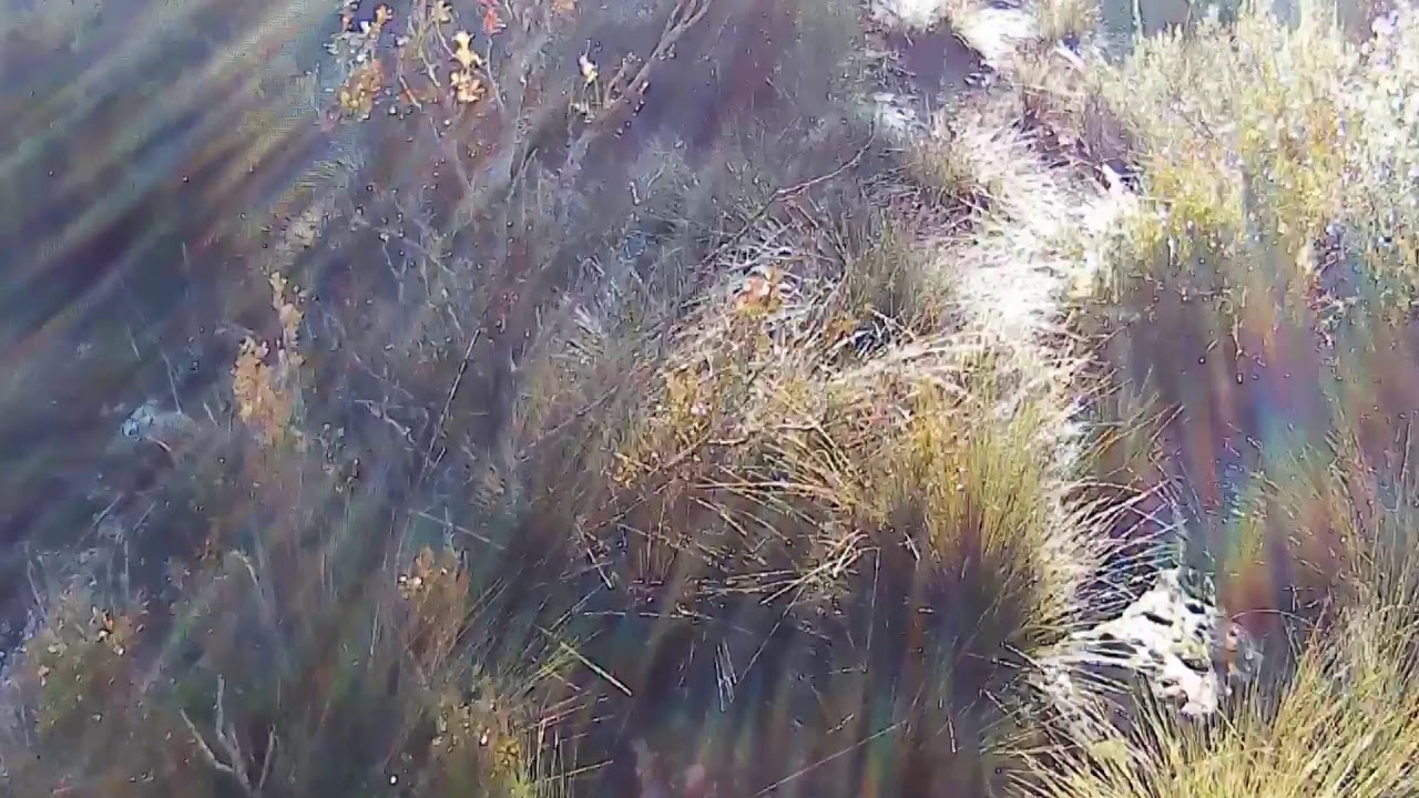 24/11/18 Batida jabalí. Jabalí sale al llegar al puesto