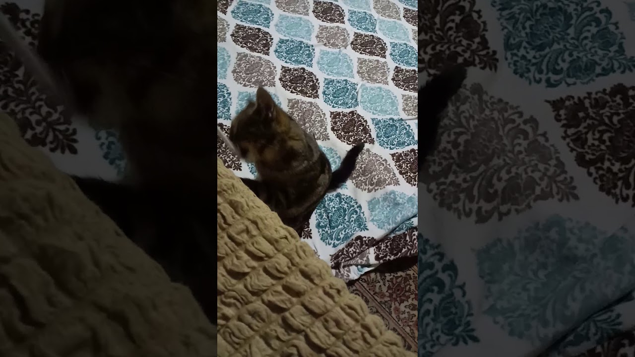 ÖZEL HAREKAT KEDİ (ZEYTİN) YouTube