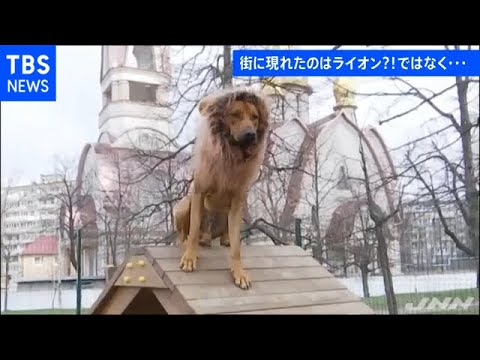 街の人気者 ライオンかと思ったら犬 Youtube