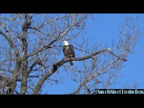 BALD EAGLE taking off and flying SLOW MOTION
