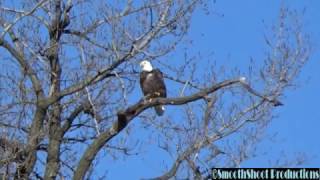 Player Profile BALD EAGLE taking off and flying SLOW MOTION