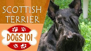 Dogs 101  SCOTTISH TERRIER  Top Dog Facts About the SCOTTISH TERRIER