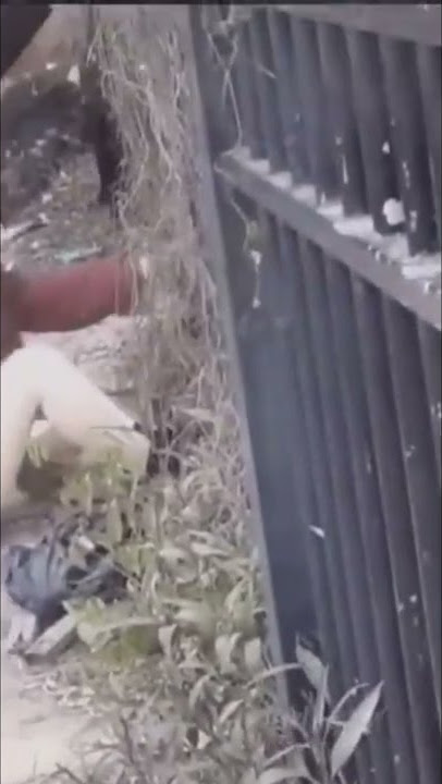 Momen celana lepas tersangkut pagar bikin mata terbelalak