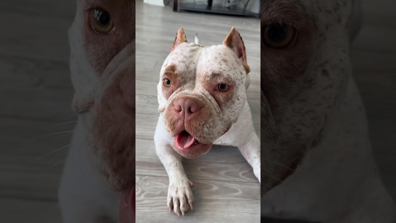 Jupiters_WRLD lil sweet thang dog puppy bulldog foryou cutepuppy 