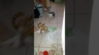 Кошка Гамма пугается. | Kitten Gamma funny moment. Кошка Гамма пугается. | Kitten Gamma funny moment.