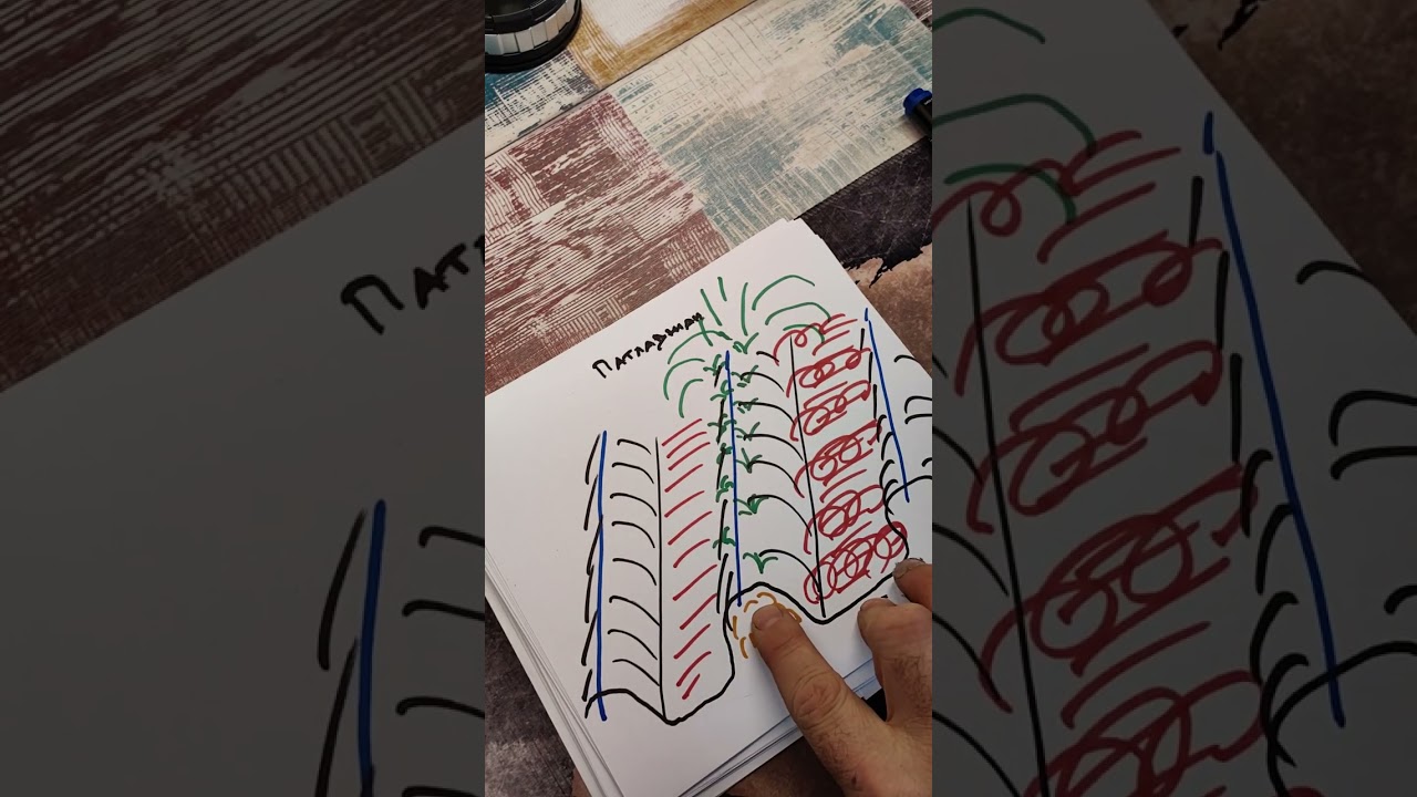 Патладжан - засаждане на лехи с разсад.