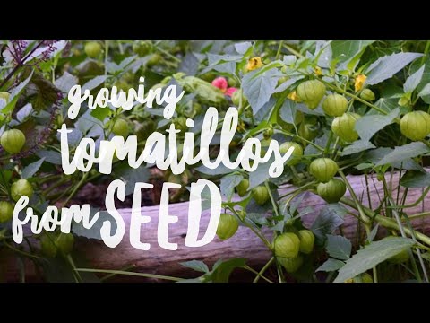 Video: Menumbuhkan Tomatillo: Apa Itu Tomatillo Dan Bagaimana Cara Menumbuhkannya