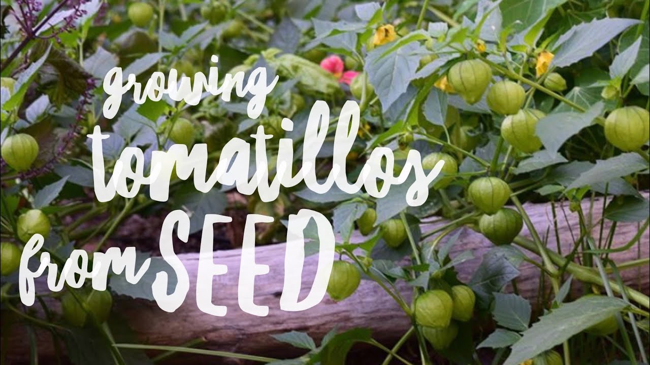 Growing Tomatillos From Seed - The Easy Way!